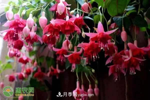 一年四季盛開的花是什么花？盤點(diǎn)十種四季都開花的花(圖2)
