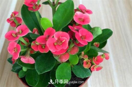 一年四季都開花的盆栽，盤點十種全年花期的花卉(圖2)