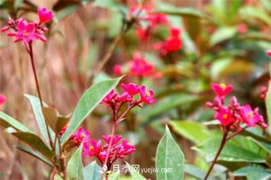 一年四季都開花的盆栽，盤點十種全年花期的花卉(圖3)