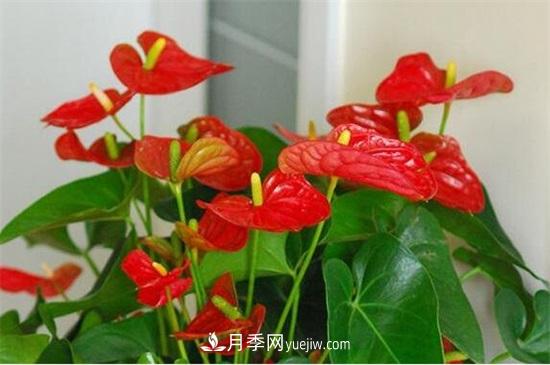 一年四季都開花的盆栽，盤點十種全年花期的花卉(圖4)