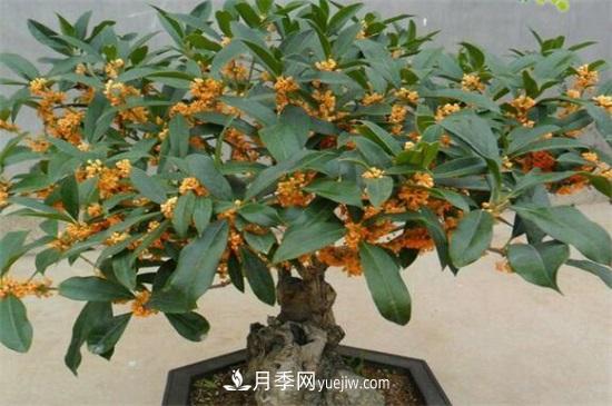 一年四季都開花的盆栽，盤點十種全年花期的花卉(圖5)