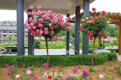用野生薔薇嫁接灌木月季，能不能養(yǎng)成樹狀月季？(圖1)