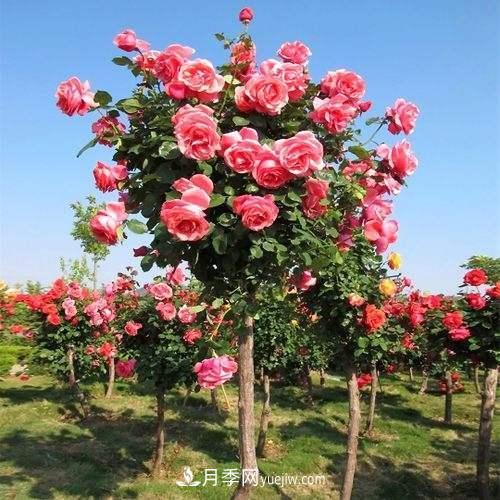 用野生薔薇嫁接灌木月季，能不能養(yǎng)成樹狀月季？(圖3)
