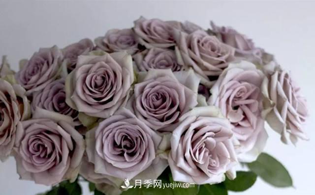 10種復古色月季，氣質(zhì)炸裂！花友值得入手！(圖2)