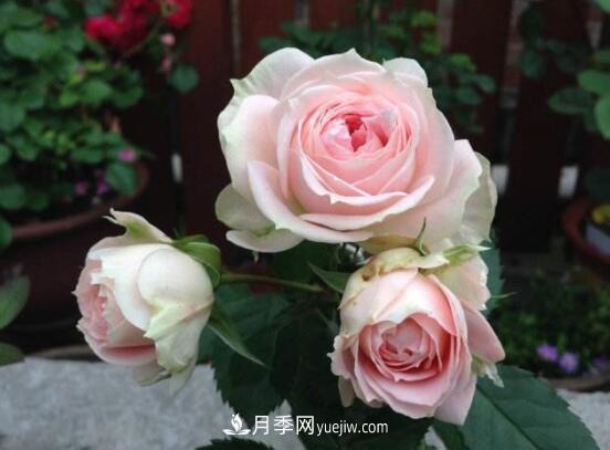 常年開花的花卉有哪些，推薦10種四季盛開的花卉(圖1)
