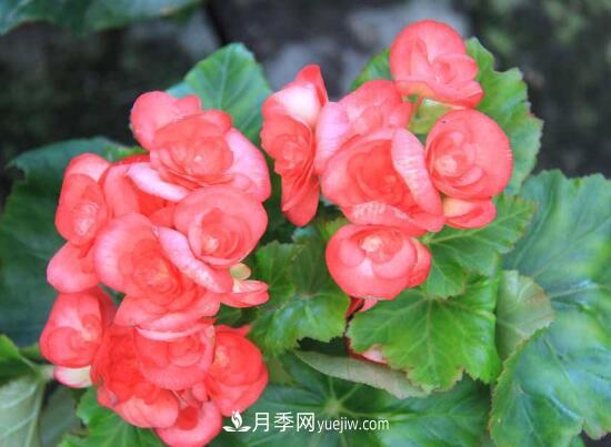 常年開花的花卉有哪些，推薦10種四季盛開的花卉(圖2)