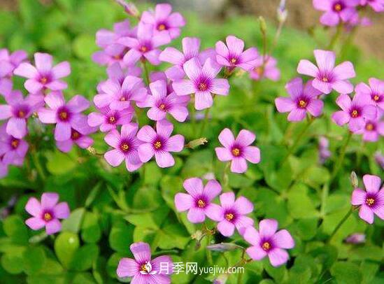 常年開花的花卉有哪些，推薦10種四季盛開的花卉(圖3)