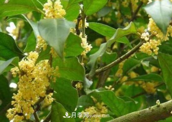 常年開花的花卉有哪些，推薦10種四季盛開的花卉(圖4)