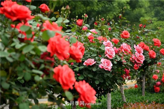 月季和玫瑰的區(qū)別是什么？分辨很簡(jiǎn)單(圖1)