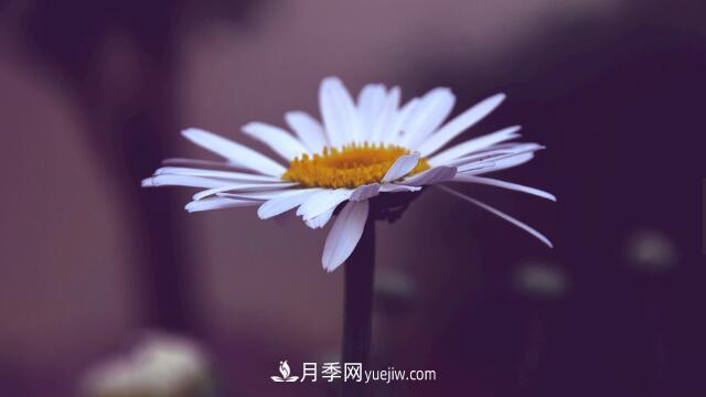 代表希望的花有哪些？推薦六大代表希望的花朵(圖1)