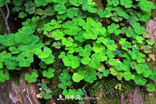 代表希望的花有哪些？推薦六大代表希望的花朵(圖3)