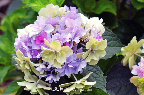 代表希望的花有哪些？推薦六大代表希望的花朵(圖2)