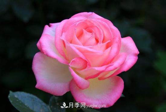 月季網(wǎng)教你如何區(qū)分月季和玫瑰(圖1) 月季網(wǎng)教你如何區(qū)分月季和玫瑰(圖1)