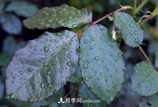 月季網(wǎng)教你如何區(qū)分月季和玫瑰(圖3) 月季網(wǎng)教你如何區(qū)分月季和玫瑰(圖3)