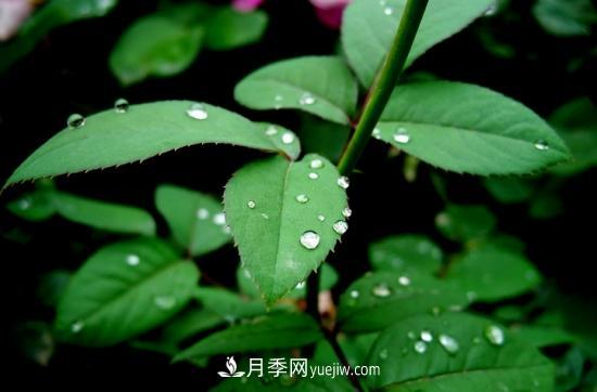 月季網(wǎng)教你如何區(qū)分月季和玫瑰(圖4) 月季網(wǎng)教你如何區(qū)分月季和玫瑰(圖4)