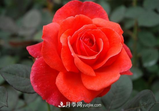 月季網(wǎng)教你如何區(qū)分月季和玫瑰(圖5) 月季網(wǎng)教你如何區(qū)分月季和玫瑰(圖5)