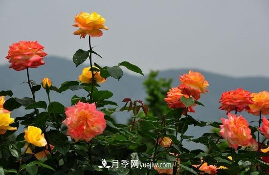 月季網(wǎng)教你如何區(qū)分月季和玫瑰(圖8) 月季網(wǎng)教你如何區(qū)分月季和玫瑰(圖8)