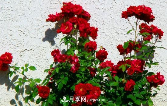 月季網(wǎng)教你如何區(qū)分月季和玫瑰(圖7) 月季網(wǎng)教你如何區(qū)分月季和玫瑰(圖7)