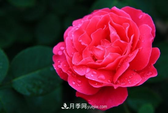 月季網(wǎng)教你如何區(qū)分月季和玫瑰(圖6) 月季網(wǎng)教你如何區(qū)分月季和玫瑰(圖6)