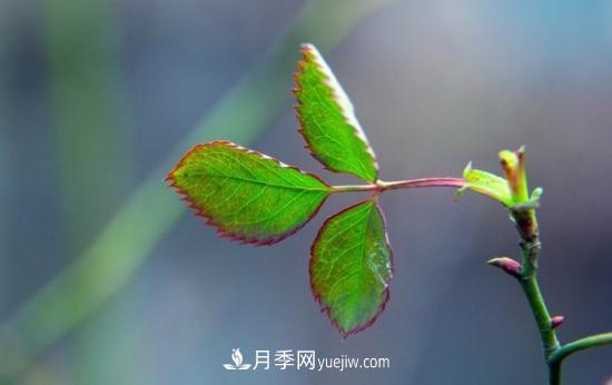 月季網(wǎng)教你如何區(qū)分月季和玫瑰(圖9) 月季網(wǎng)教你如何區(qū)分月季和玫瑰(圖9)