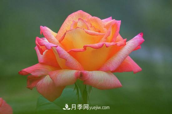 月季的花瓣有什么作用？月季花瓣的4大作用(圖2)