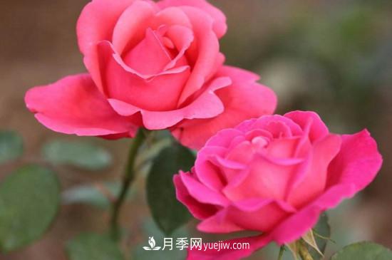 月季的花瓣有什么作用？月季花瓣的4大作用(圖4)