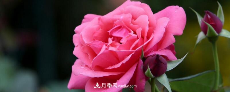 月季的花瓣有什么作用？月季花瓣的4大作用(圖1)