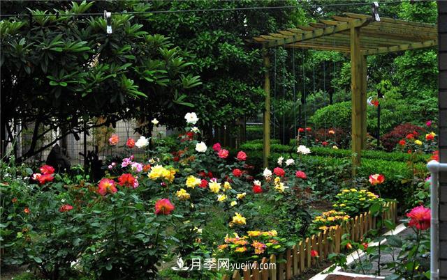 南通市花是什么？南通市花是月季(圖1)