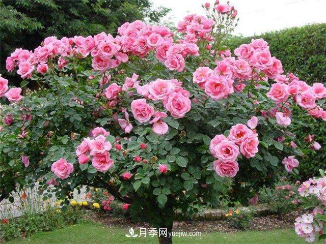 南通市花是什么？南通市花是月季(圖2)