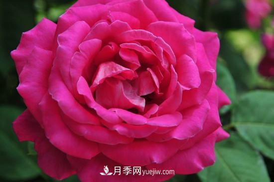 東陽(yáng)市花是什么花？東陽(yáng)市花是月季(圖3)