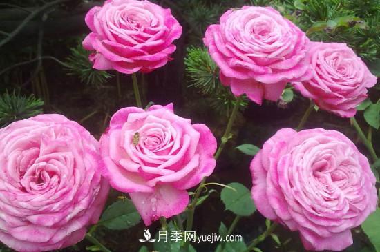 東陽(yáng)市花是什么花？東陽(yáng)市花是月季(圖2)