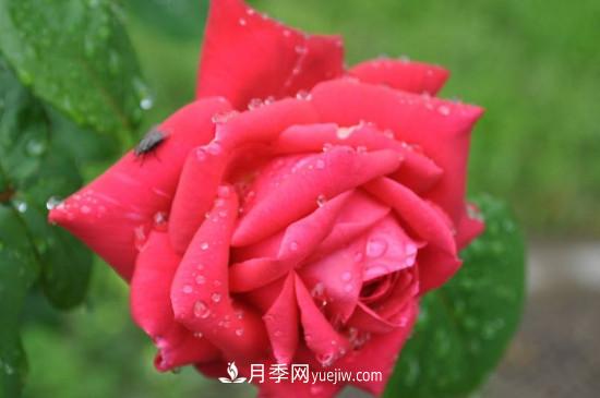東陽(yáng)市花是什么花？東陽(yáng)市花是月季(圖1)