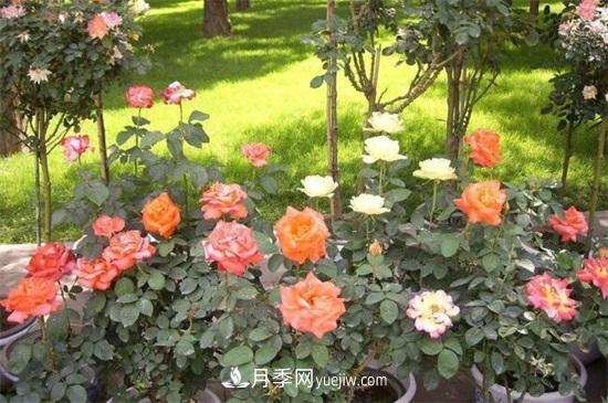 月季花什么時(shí)候開？南陽月季花期4～11月(圖1)
