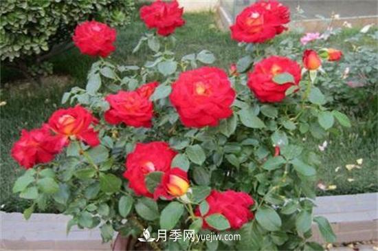 月季花什么時(shí)候開？南陽月季花期4～11月(圖2)