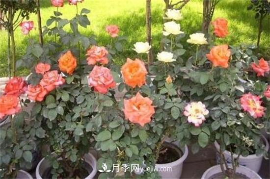月季花修剪方法和注意事項(xiàng)(圖1)
