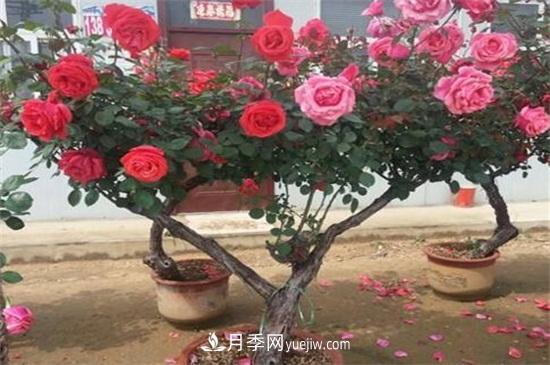 月季花修剪方法和注意事項(xiàng)(圖2)