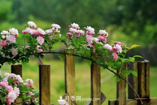 藤本月季的種植方法與養(yǎng)護(hù)辦法，適當(dāng)修剪更勤花(圖3)