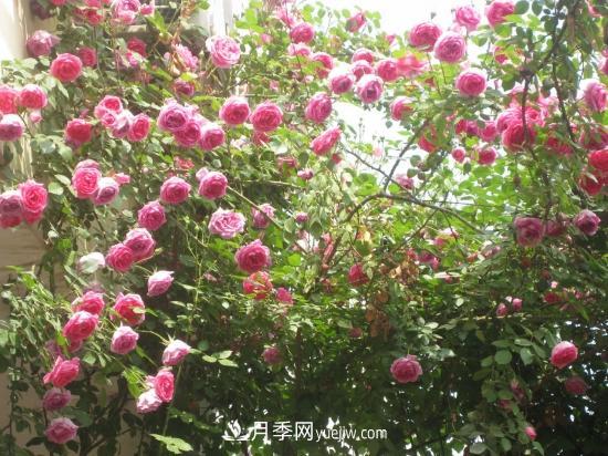 藤本月季的種植方法與養(yǎng)護(hù)辦法，適當(dāng)修剪更勤花(圖4)