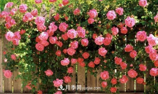 藤本月季的種植方法與養(yǎng)護(hù)辦法，適當(dāng)修剪更勤花(圖2)