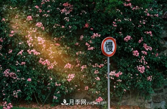 藤本月季的種植方法與養(yǎng)護(hù)辦法，適當(dāng)修剪更勤花(圖1)