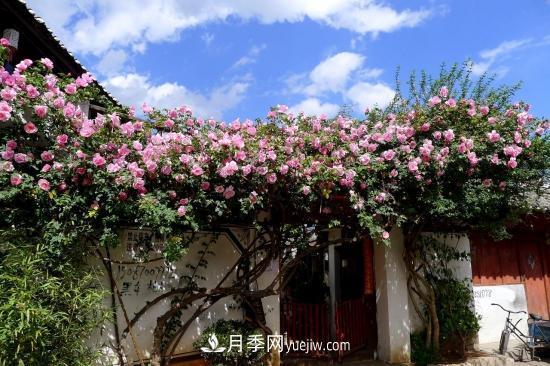 藤本月季的種植方法與養(yǎng)護(hù)辦法，適當(dāng)修剪更勤花(圖5)