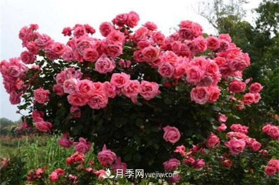 月季花可以澆茶葉水嗎？不可以(圖2)