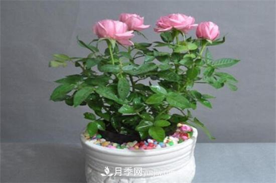 月季花可以澆茶葉水嗎？不可以(圖1)