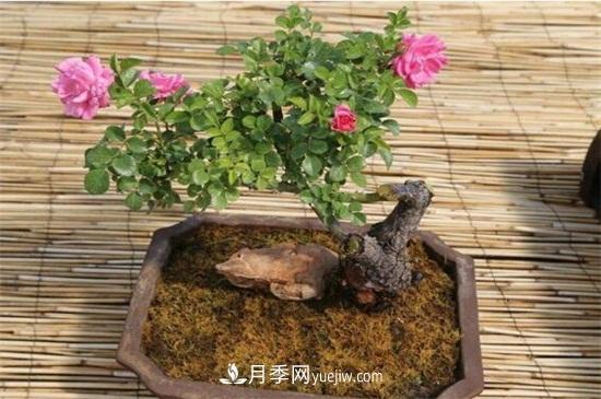 月季花可以澆茶葉水嗎？不可以(圖6)