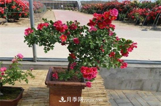 月季花可以澆茶葉水嗎？不可以(圖4)