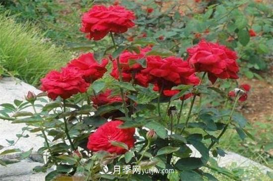 月季花可以澆茶葉水嗎？不可以(圖3)