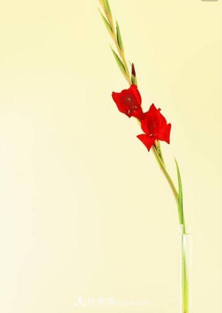 傳統(tǒng)的四大切花包括月季，菊花，康乃馨，劍蘭(圖2)