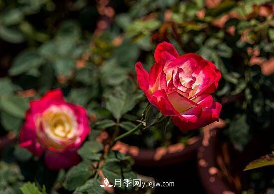傳統(tǒng)的四大切花包括月季，菊花，康乃馨，劍蘭(圖1)