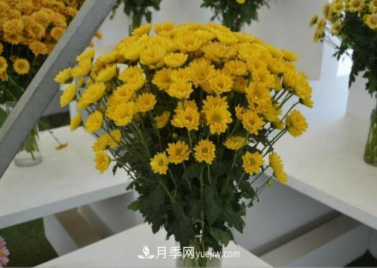 傳統(tǒng)的四大切花包括月季，菊花，康乃馨，劍蘭(圖3)