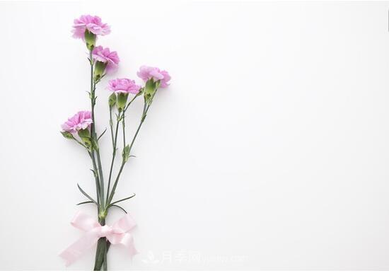 傳統(tǒng)的四大切花包括月季，菊花，康乃馨，劍蘭(圖4)